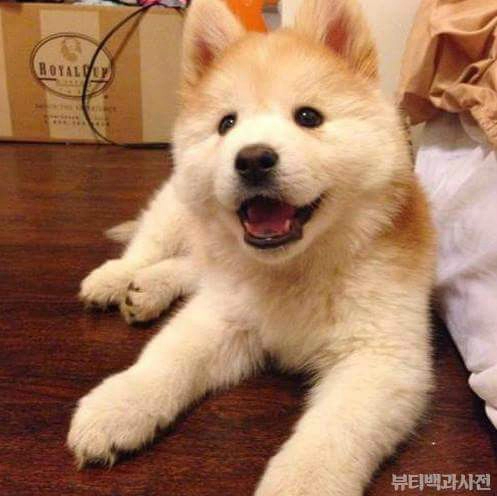 시바견+사모예드=시바예드