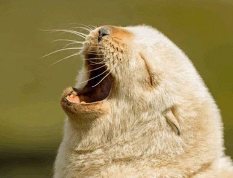 1000마리중에 1마리 꼴로 태어난다는 금색 물개