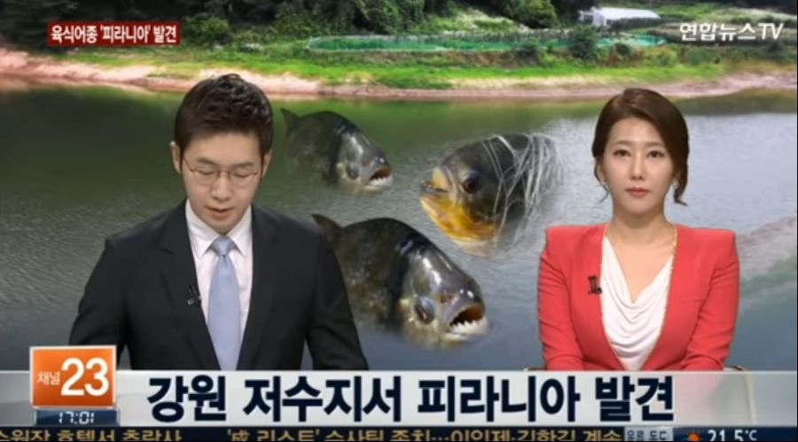 강원도 아마존 피라냐 방류사건