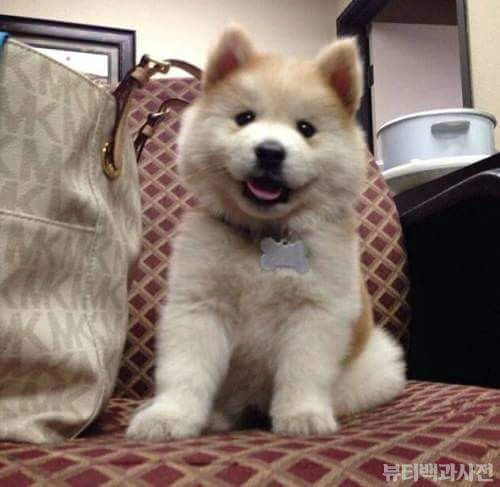 시바견+사모예드=시바예드