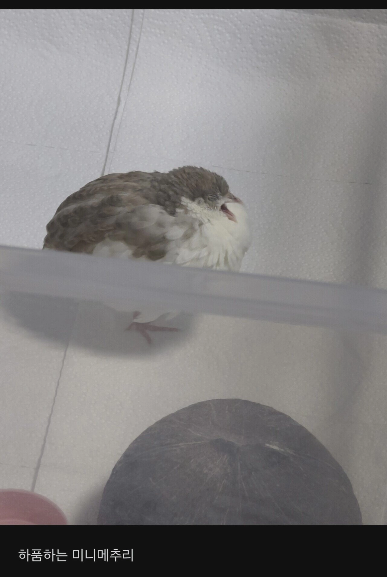 애완 메추리 키우는 여자