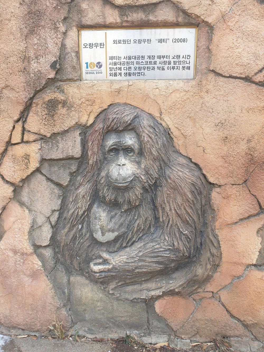 모쏠아다라고 평생 박제된 오랑우탄