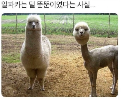알파카..털빨...