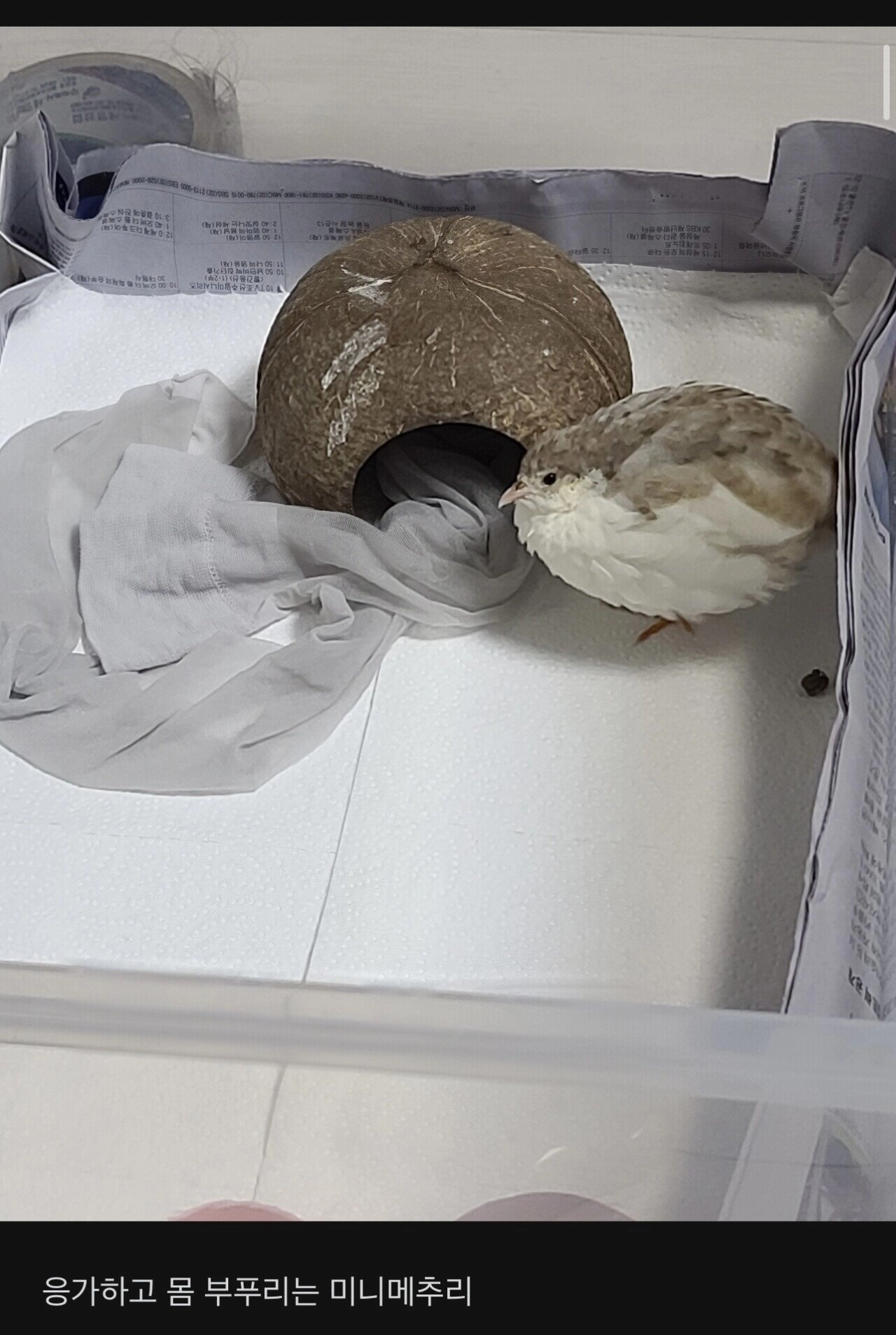 애완 메추리 키우는 여자