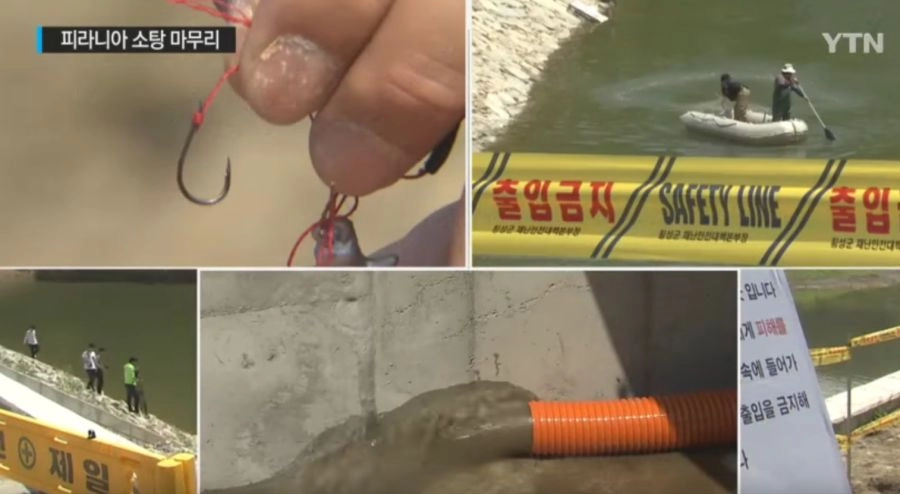 강원도 아마존 피라냐 방류사건