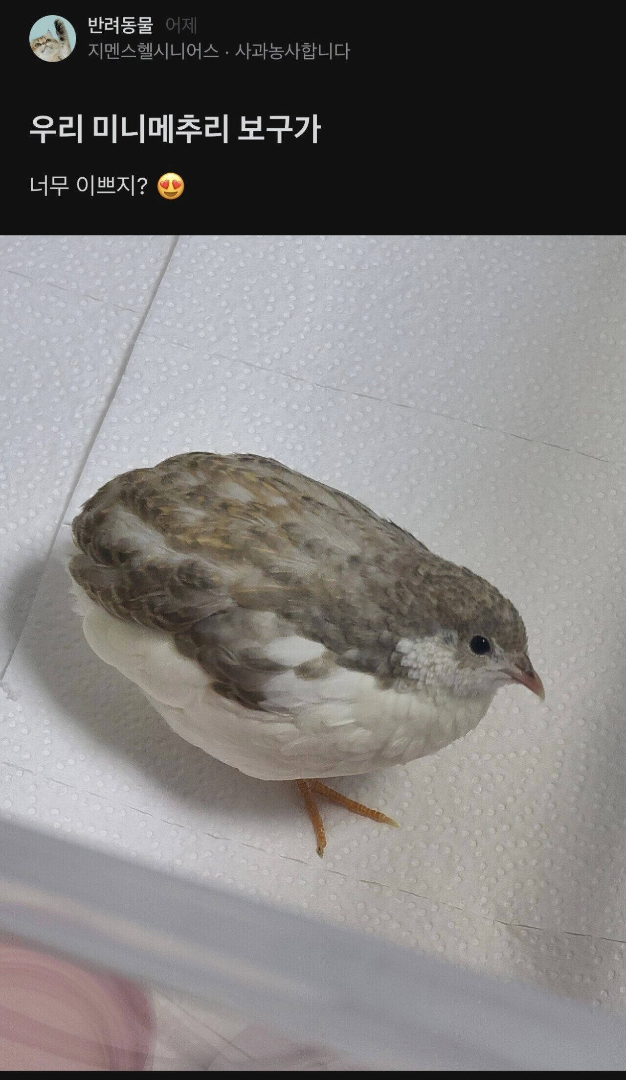 애완 메추리 키우는 여자