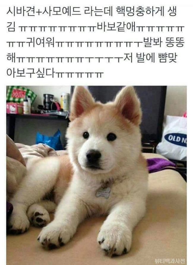 시바견+사모예드=시바예드