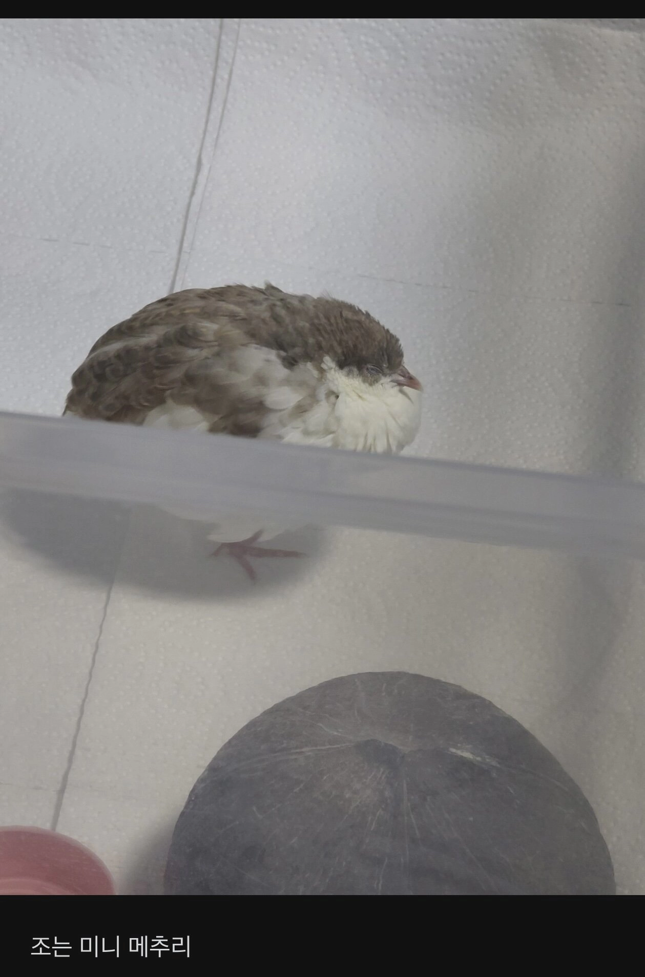 애완 메추리 키우는 여자