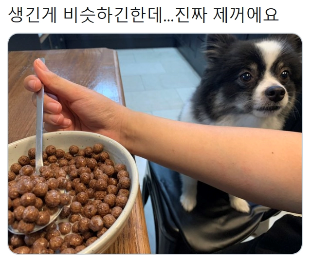 주인 의심하는 댕댕이