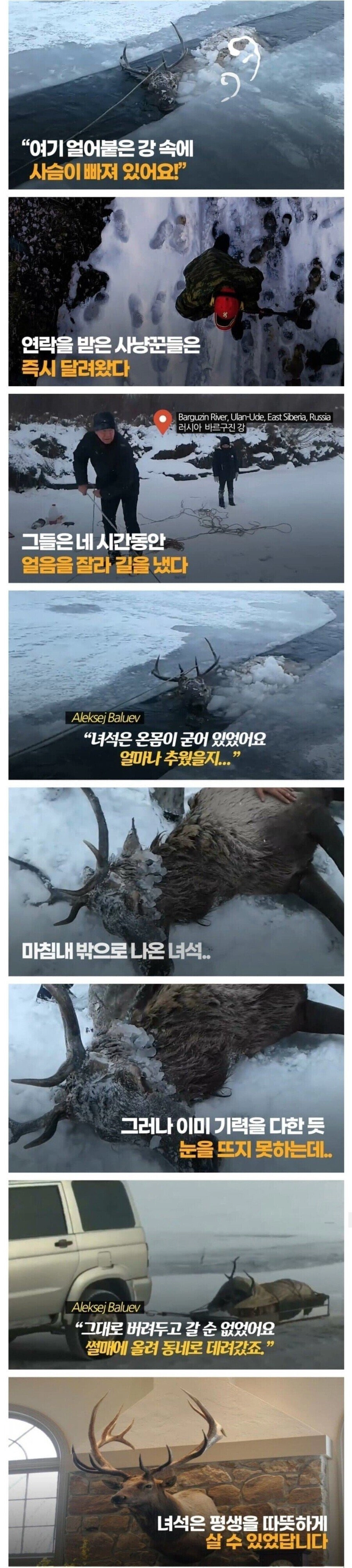 강물에 빠진 사슴