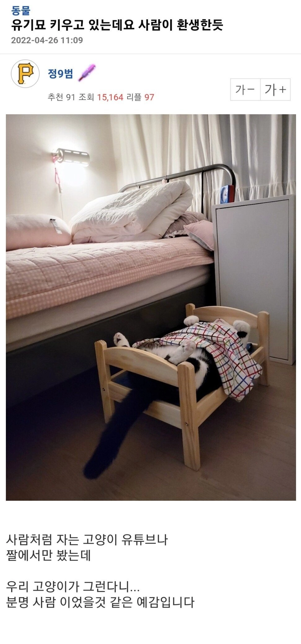 얼굴에 중상입은 길고양이 구조한 사람