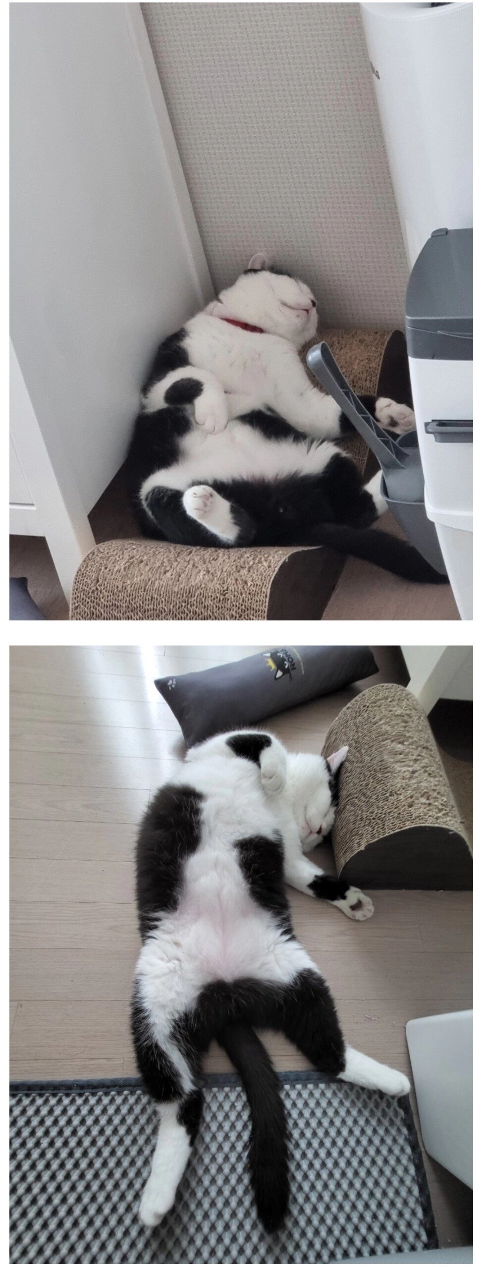 얼굴에 중상입은 길고양이 구조한 사람