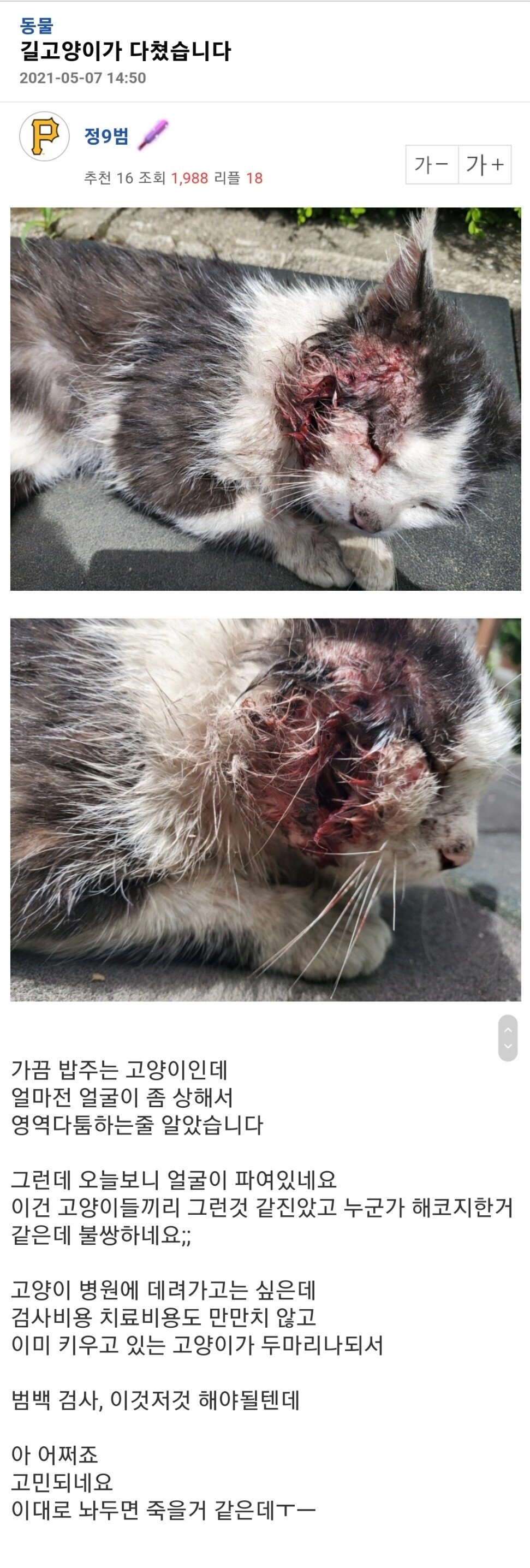 얼굴에 중상입은 길고양이 구조한 사람