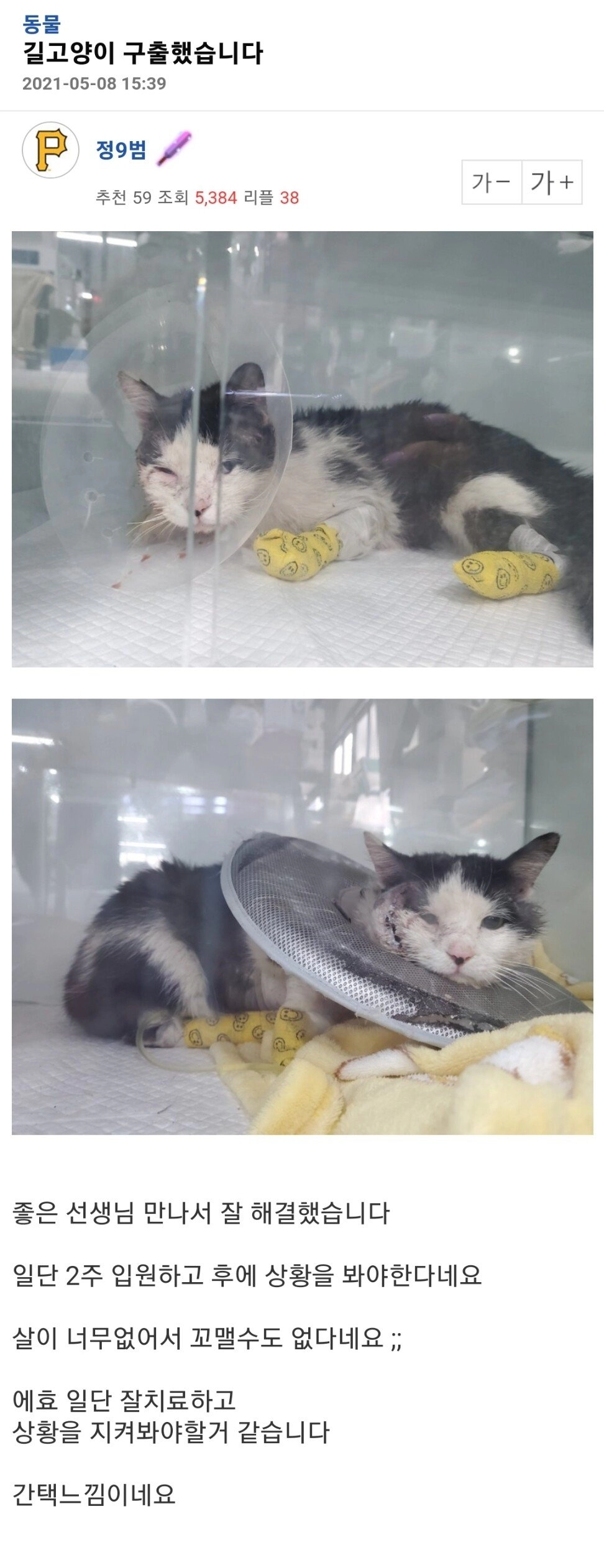 얼굴에 중상입은 길고양이 구조한 사람