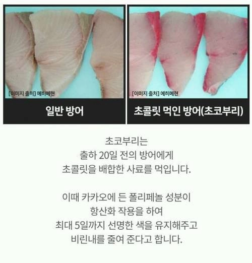 방어가 출하되기 전에 먹는것