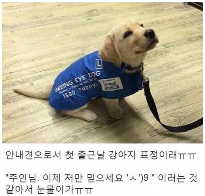 아기안내견