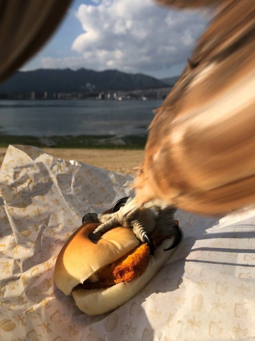 일본 관광지 섬에 새 주의 표지판이 있는이유