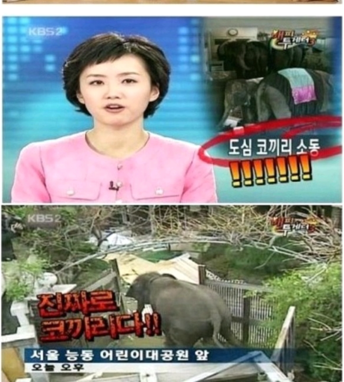 코끼리 때문에 지각한 배우