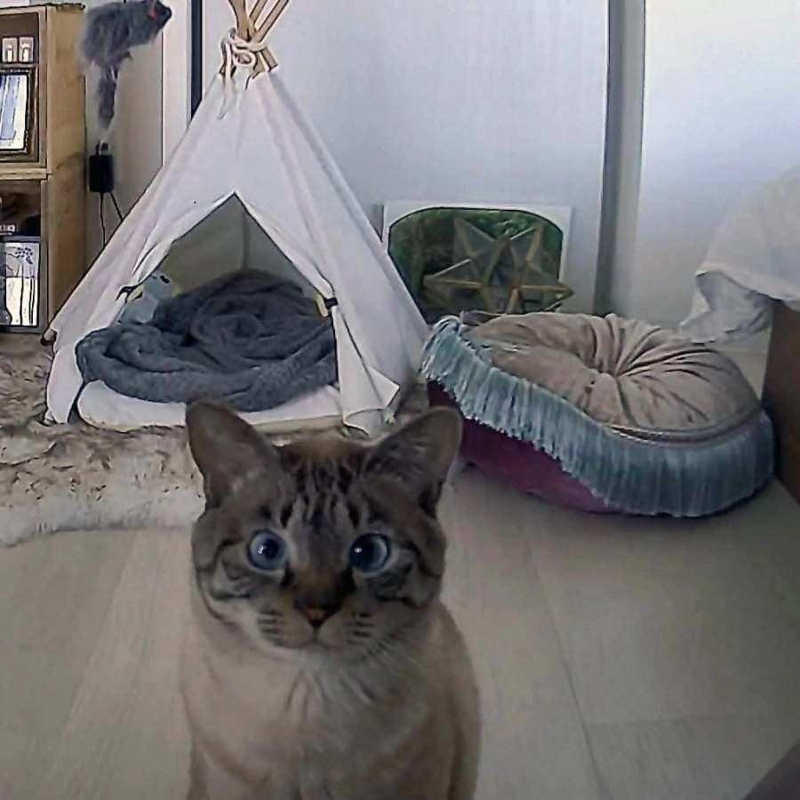 집사가 밥을 깜빡하고 출근했다냥