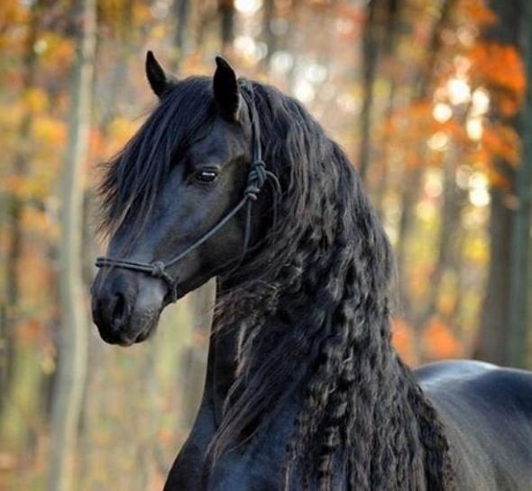 세계에서 가장 섹시한말