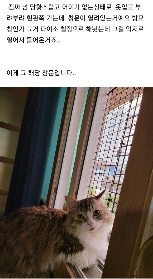 남의집 창문으로 고양이 납치하러 들어간 캣맘