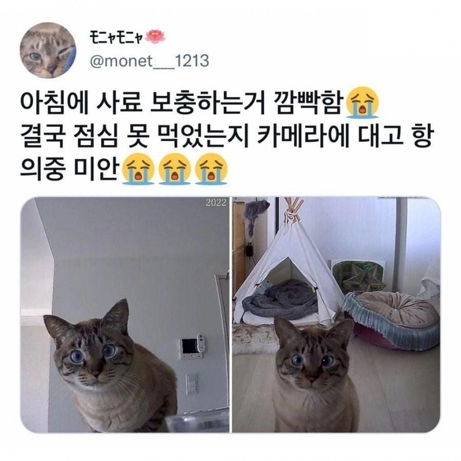 집사가 밥을 깜빡하고 출근했다냥