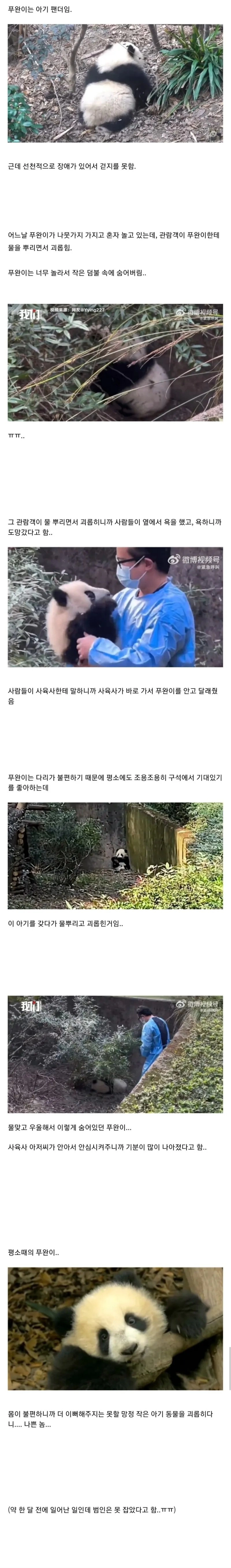 관람객한테 물 맞고 놀라서 숨어버린 아기 팬더