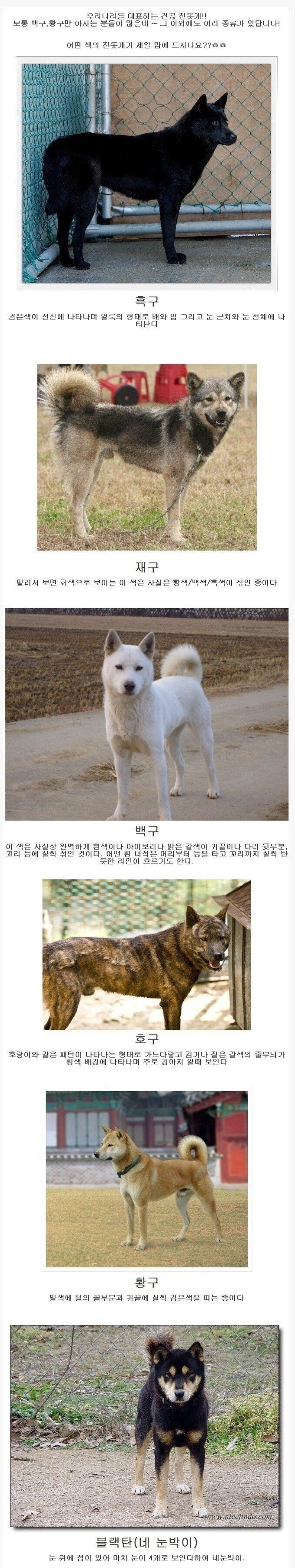 진돗개의 종류.jpg