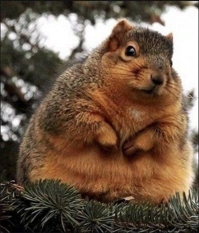 땅콩 트럭이 전복된 후 사고 후유증