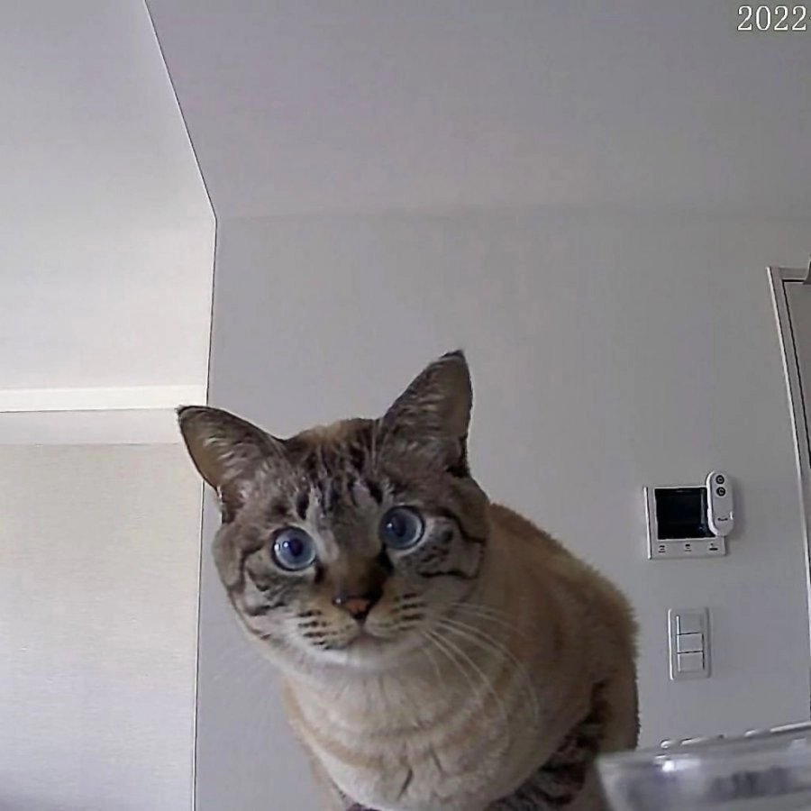 집사가 밥을 깜빡하고 출근했다냥