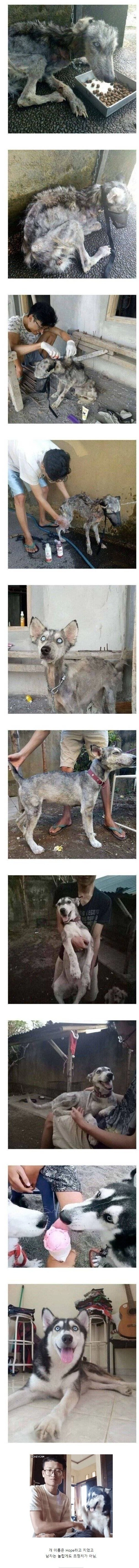 버려진 시베리안 허스키를 주워 키운 사람