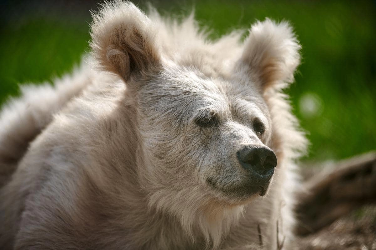 20년 가까이 학대당하며 살아온 곰