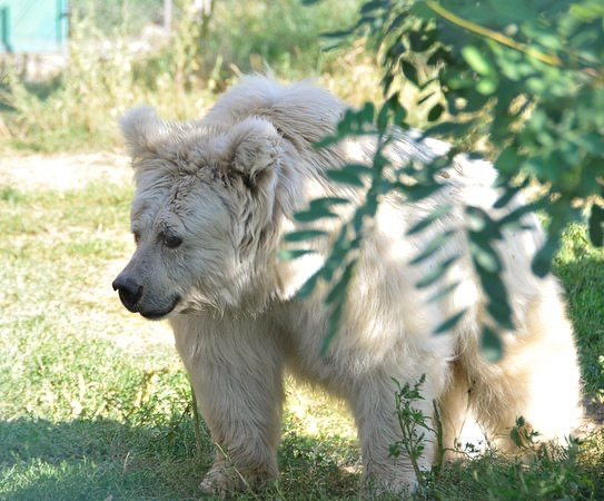 20년 가까이 학대당하며 살아온 곰