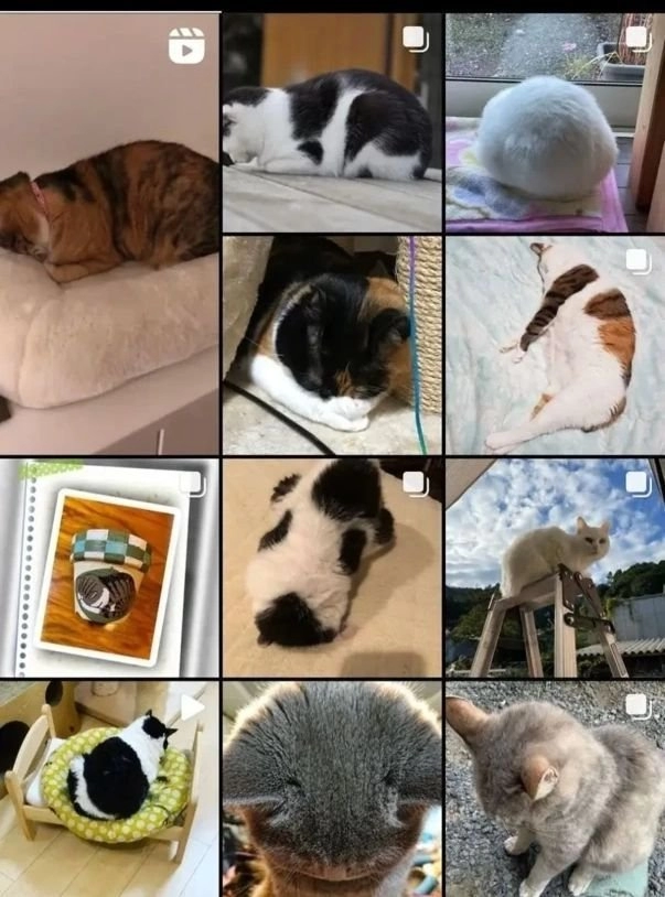 고양이들이 코 박고 자는 이유