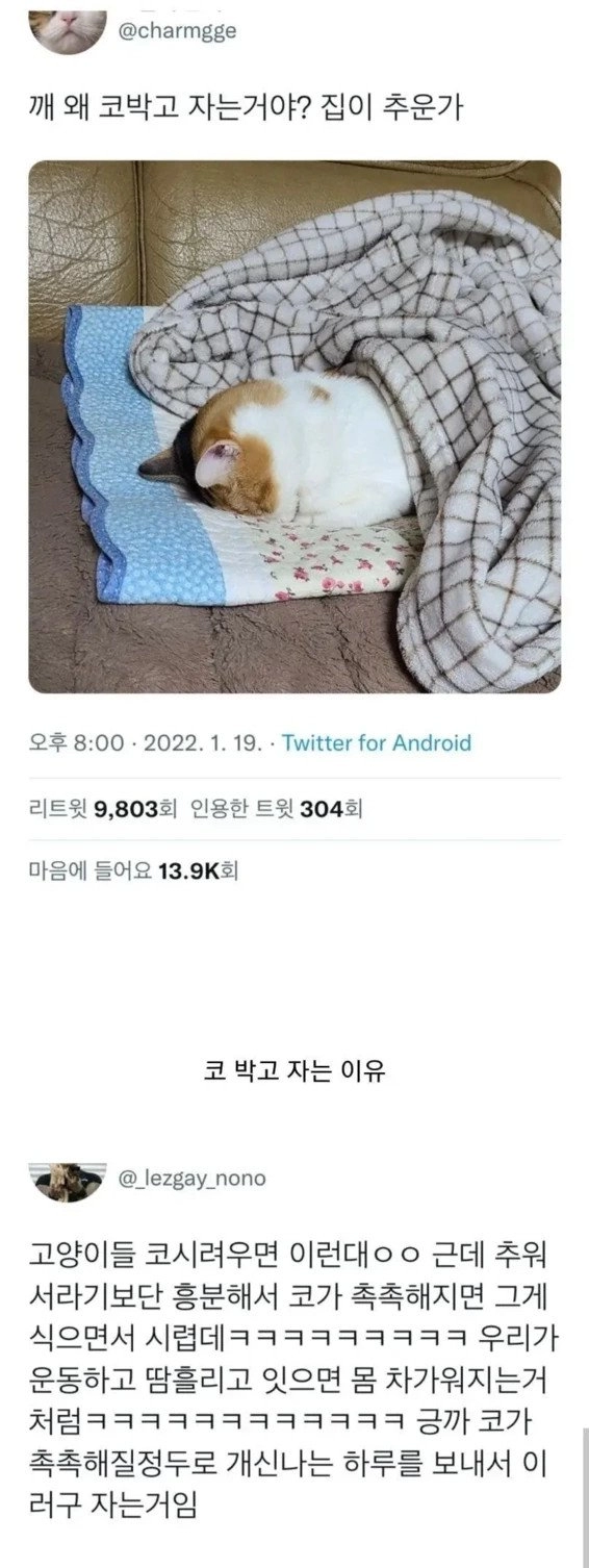 고양이들이 코 박고 자는 이유