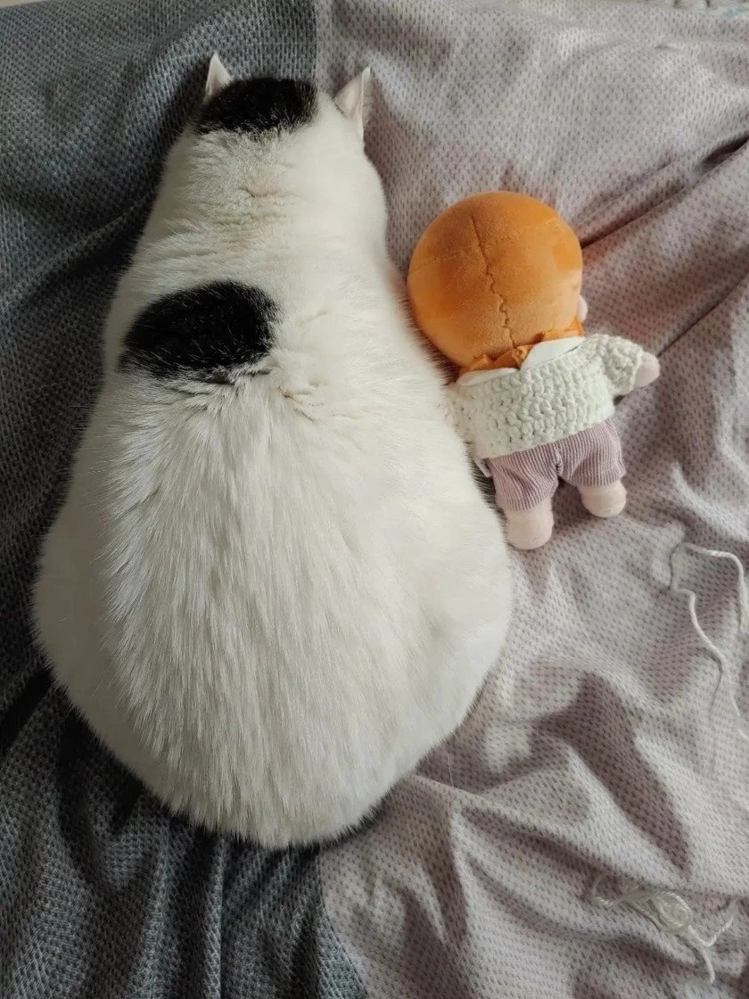 고양이들이 코 박고 자는 이유