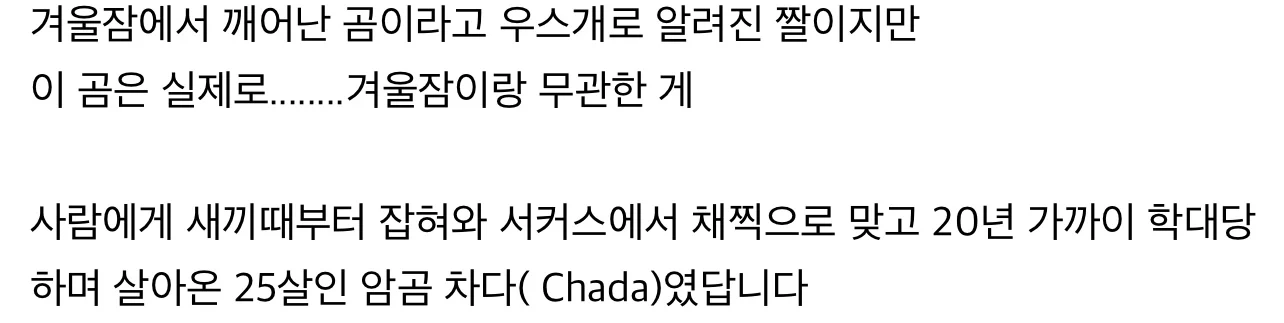 20년 가까이 학대당하며 살아온 곰