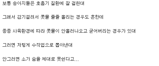 송아지 콧물 제거