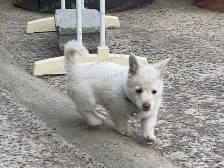 동네 할머니집 개인데 시고르 자브르종이거든