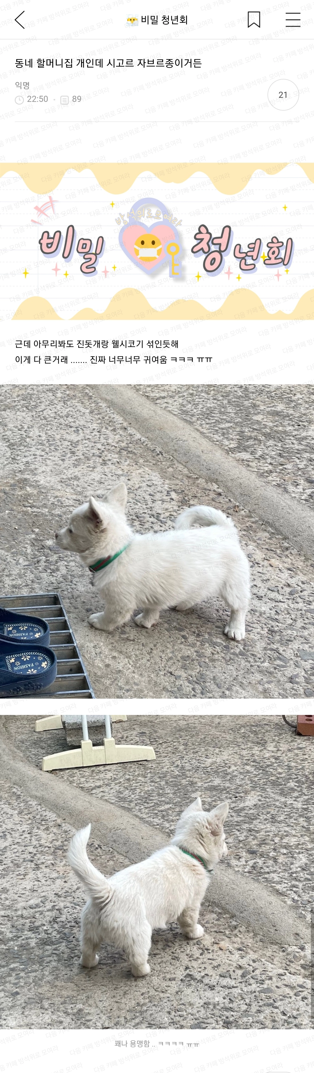 동네 할머니집 개인데 시고르 자브르종이거든