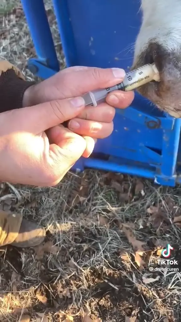 송아지 콧물 제거