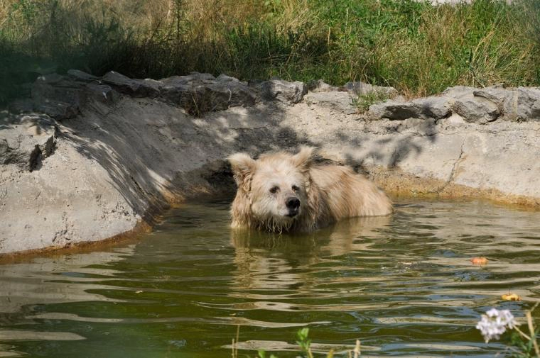 20년 가까이 학대당하며 살아온 곰