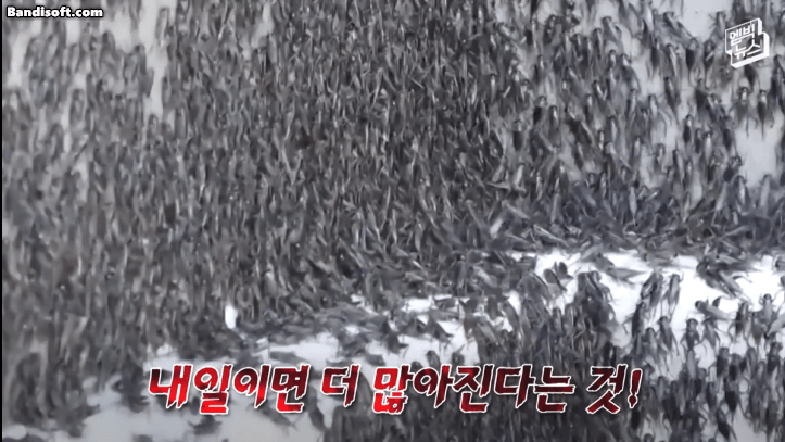 귀뚜라미에게 점령당한 미국 네바다주 근황