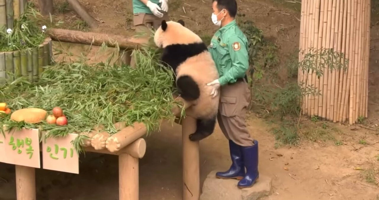 한시도 가만히 있지 못하는 푸바오의 돌잔치