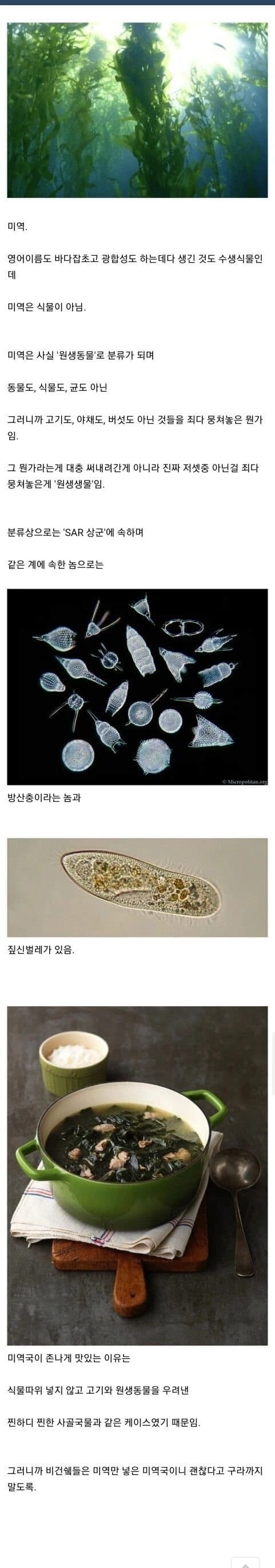 맛있게 먹던 미역의 비밀