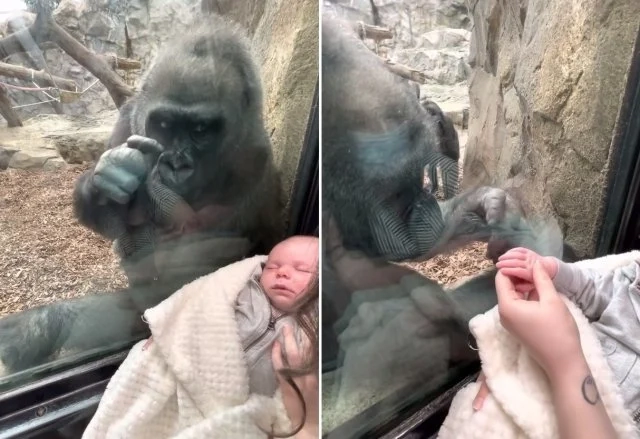 의외로 인간을 죽인 사례가 없는 동물