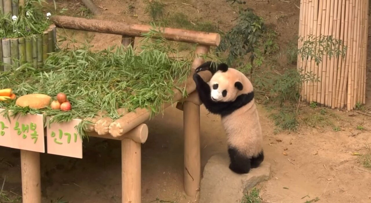 한시도 가만히 있지 못하는 푸바오의 돌잔치