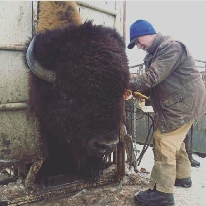 미국 들소 실제 크기