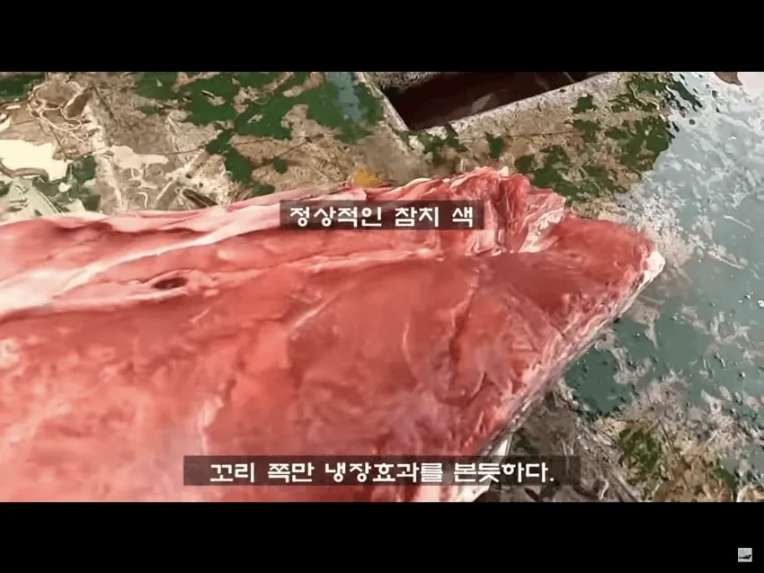 참치를 잡고 바로 냉동시키는 이유