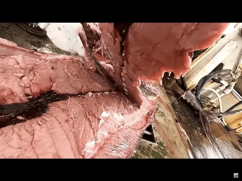 참치를 잡고 바로 냉동시키는 이유